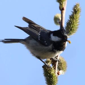 Coal Tit