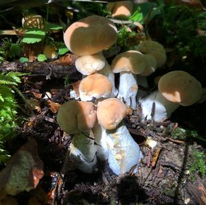 Hedgehog Fungus, Common