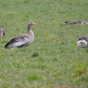 Greylag Goose