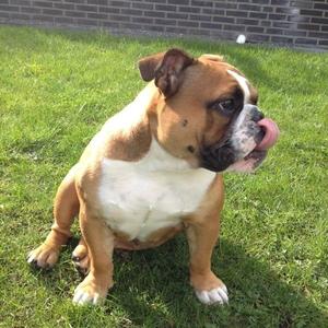 Englische Bulldogge