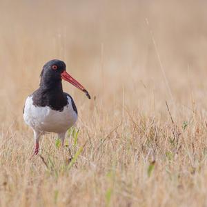 Eurasian Oystercatcher