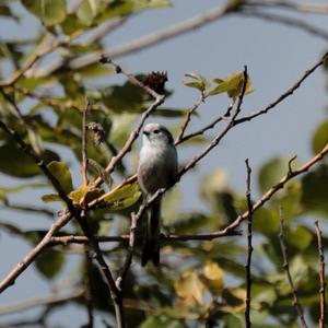 Long-tailed Tit