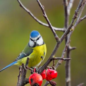 Blue Tit