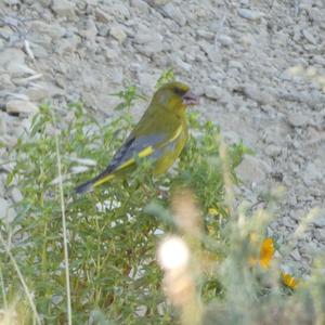 European Greenfinch