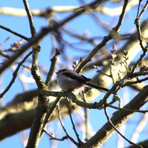 Long-tailed Tit