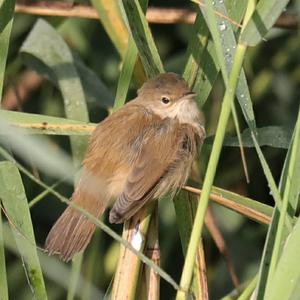 Eurasian Reed-warbler