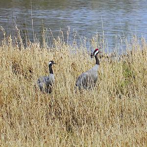 Common Crane