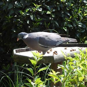 Common Wood-pigeon