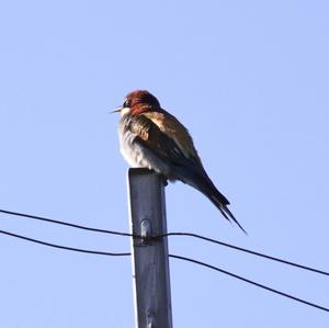 European Bee-eater