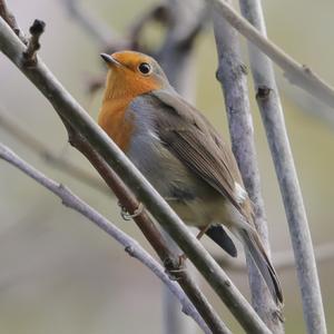 European Robin