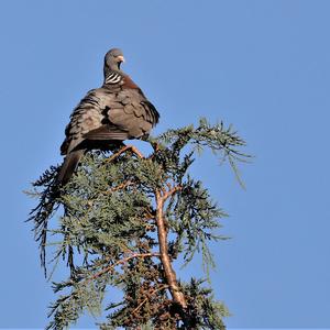 Common Wood-pigeon