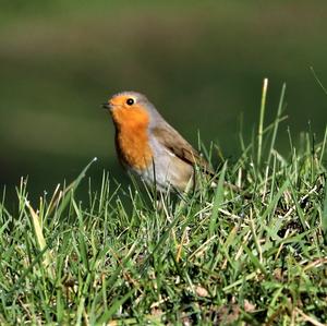 European Robin