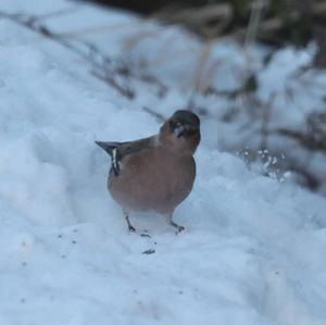 Eurasian Chaffinch