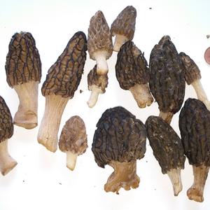 Black Morel