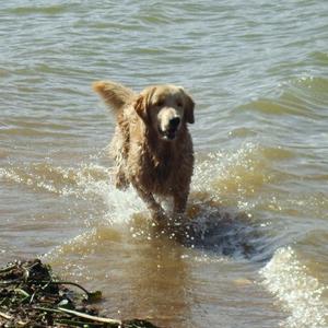 Retriever (Golden)