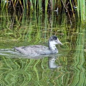 Common Coot