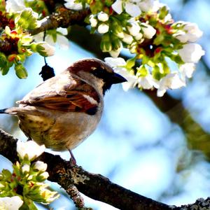 House Sparrow