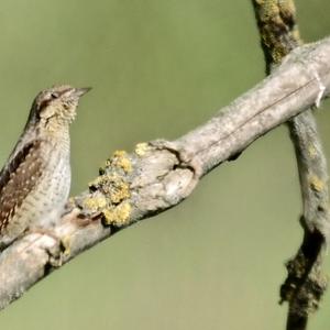 Eurasian Wryneck