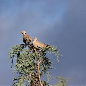 Eurasian Collared-dove