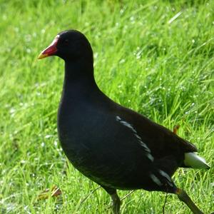 Common Moorhen