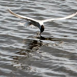 Arctic Tern