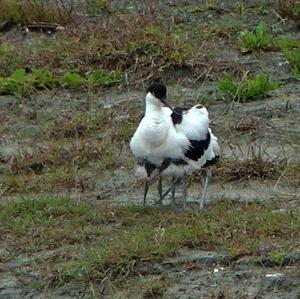 Pied Avocet