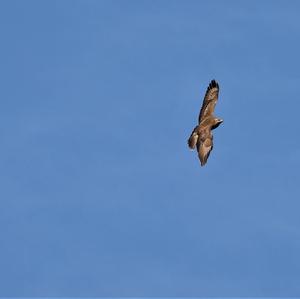 Common Buzzard