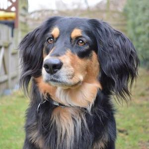 Unknown Breed