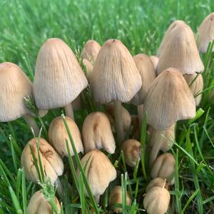 Non-inky Coprinus