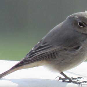 Black Redstart