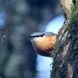 Wood Nuthatch