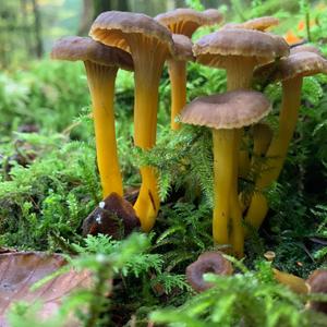 Trumpet Chanterelle