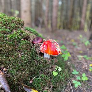 Fly Agaric