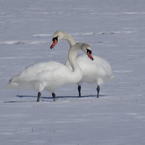 Höckerschwan