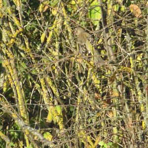 European Greenfinch