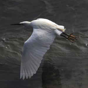 Snowy Egret