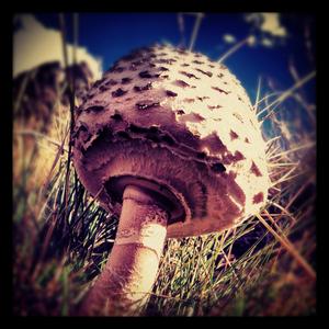 Shaggy Parasol