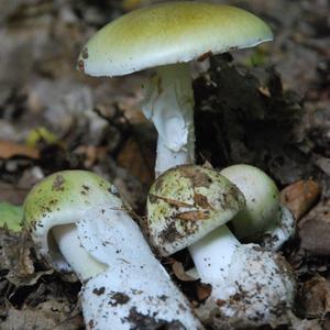 Death Cap