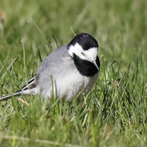 White Wagtail