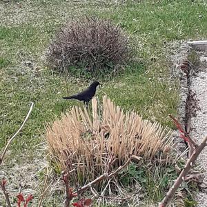 Eurasian Blackbird