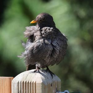 Eurasian Blackbird