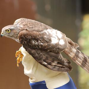 Eurasian Sparrowhawk