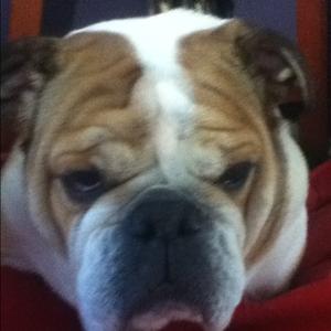 Englische Bulldogge