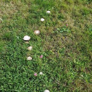 Meadow Agaric