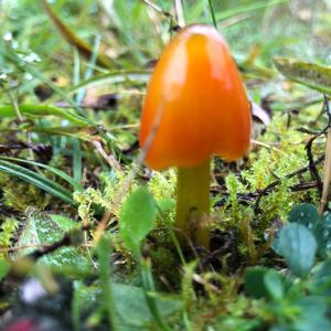 Blackening Wax-cap