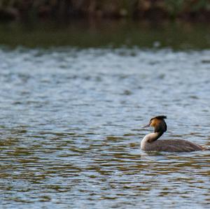 Great Crested Grebe