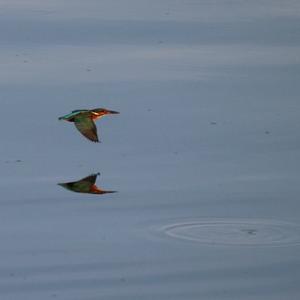 Eisvogel