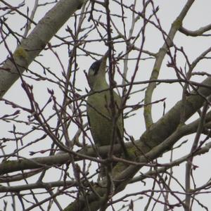 Eurasian Green Woodpecker