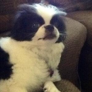 Japanese Chin