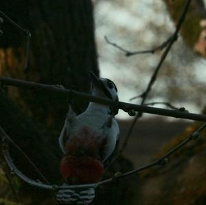 Great Spotted Woodpecker